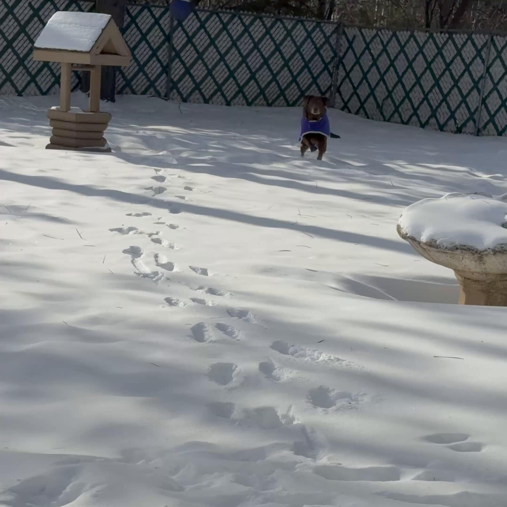 Abbeys coat- its -25 below zero!